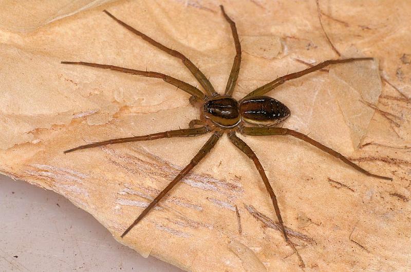 Dolomedes_instabilis_D7971_Z_88_North Stradbroke island_Australie.jpg